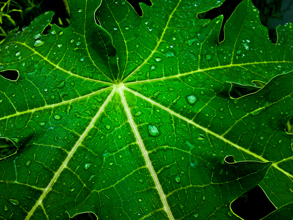 Rain Photography After the rain