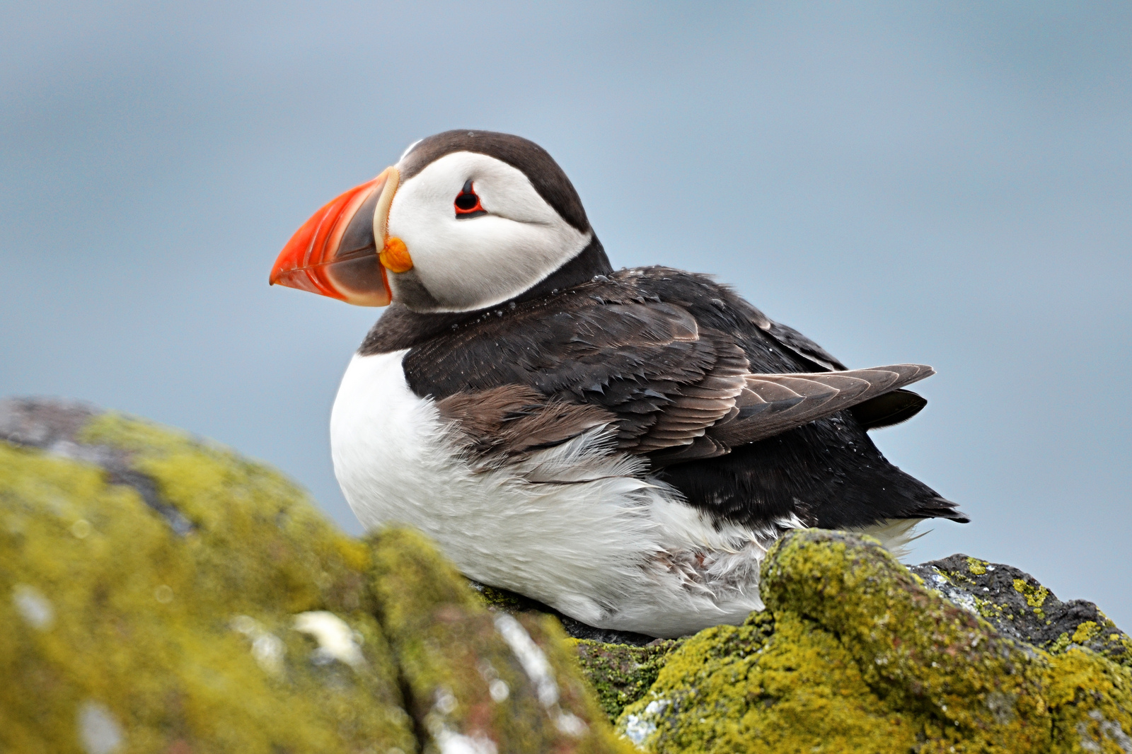 Puffin in the Rain Rain Photography Puffin in the Rain
