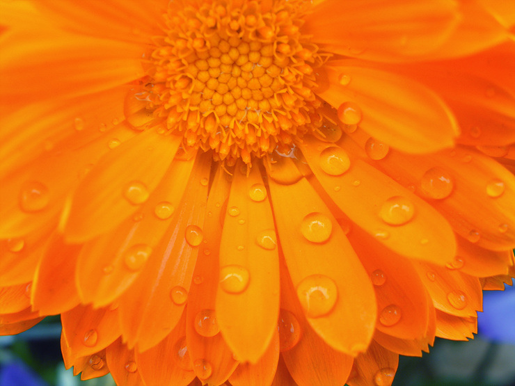 Amazing Rain Photography Rain on flower
