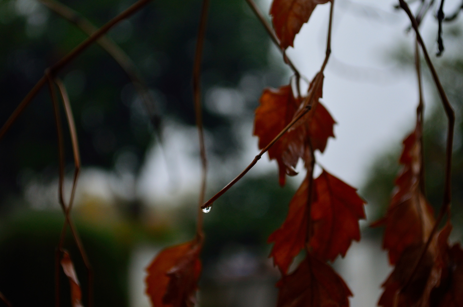 Amazing Example Rain Photography Rain on leaves