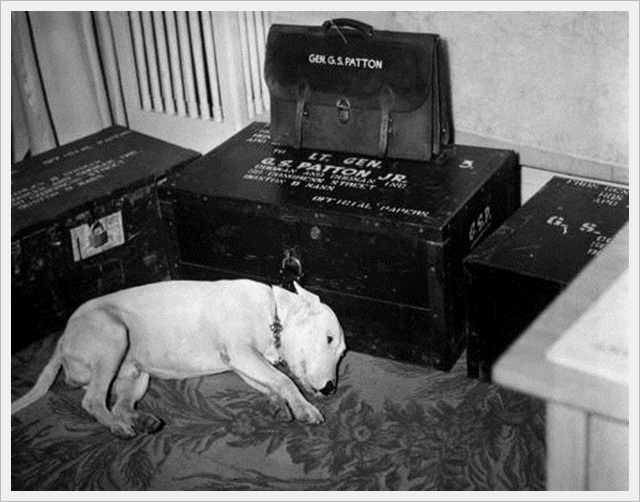 The dog of General George S. Patton on the day of his death (1945)