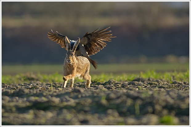 Beautiful Wild Life Photograpphy (31)